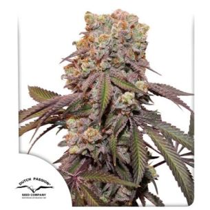 CANDY BUBATZ XL AUTO X3-DUTCH PASSION